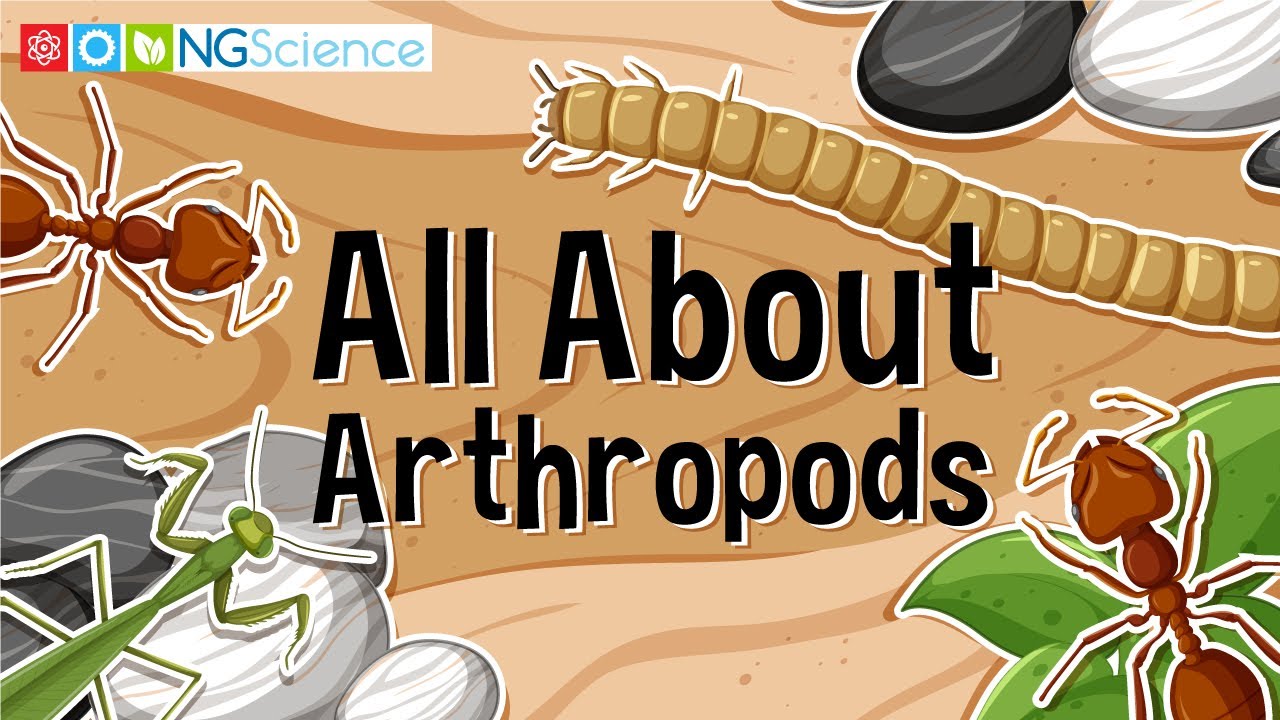 All About Arthropods YouTube