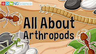 All About Arthropods