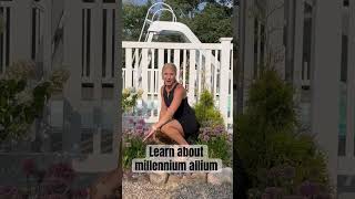 Learn a little about allium! #containergardener #containergardening #gardening