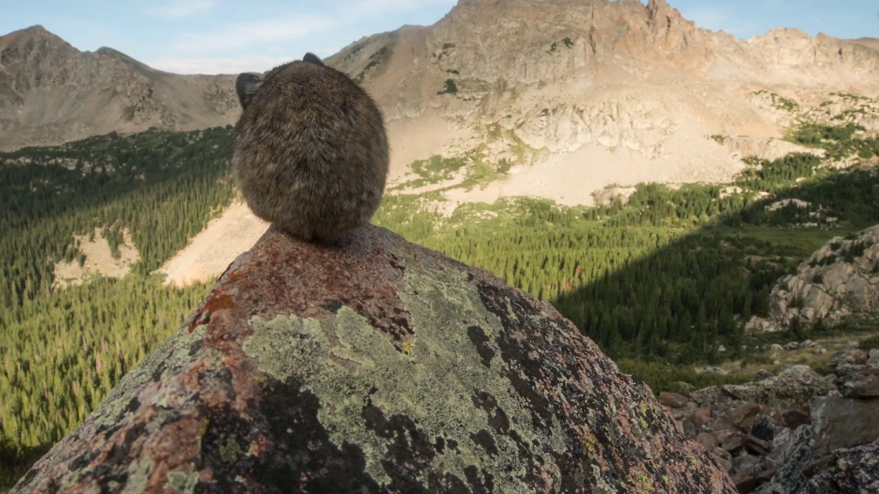 Meet Colorado's Pikas