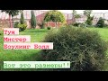 Размеры туи через четыре года 🙊 туя Мистер Боулинг Болл 👌Thuja occidentalis Mr. Bowling Ball