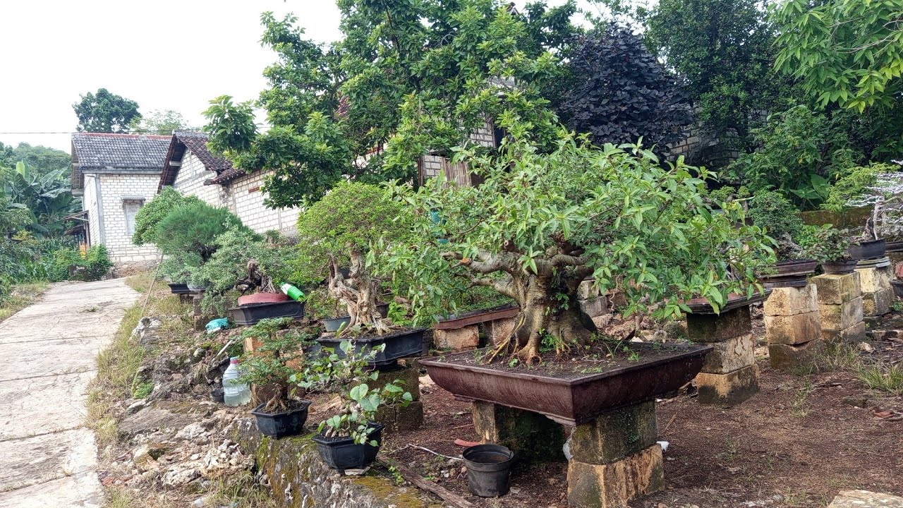 Obral akir tahun,bonsai Kaliandra dln 0852 3238 7806