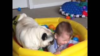 Baby Louie And Maisie Moo The Pug