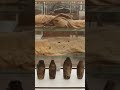 La maledizione della Mummia Rossi il mistero italiano #misteriitaliani #museo #storiaoscura