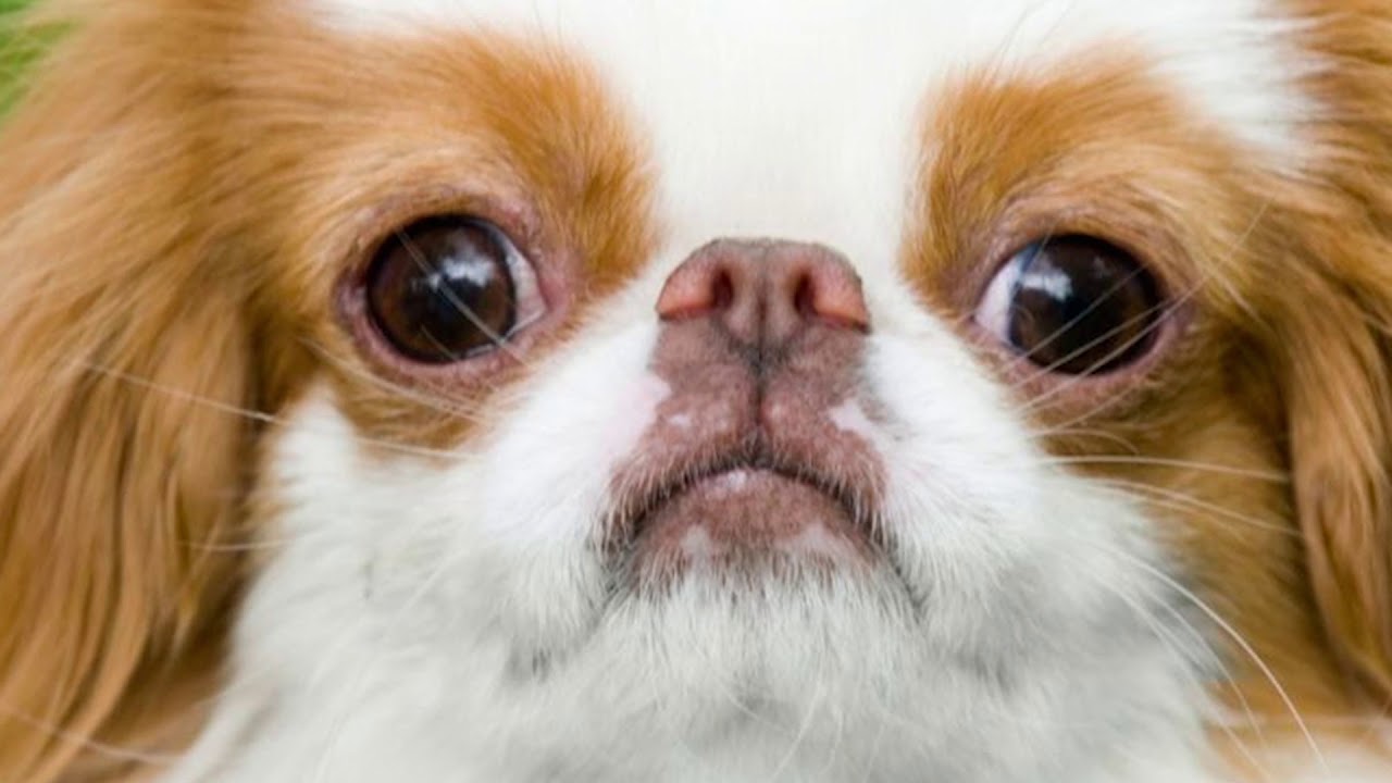 How Do Dogs Like To Be Touched