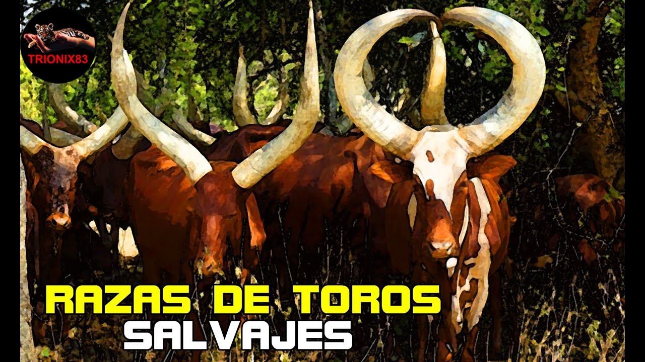 Toros Razas RAZAS DE TOROS MAS SALVAJES DEL MUNDO - YouTube