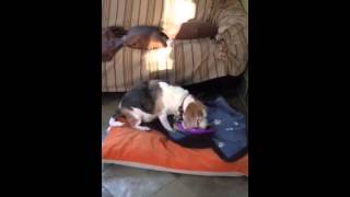 Beagle outsmarts dog puzzle screenshot 4