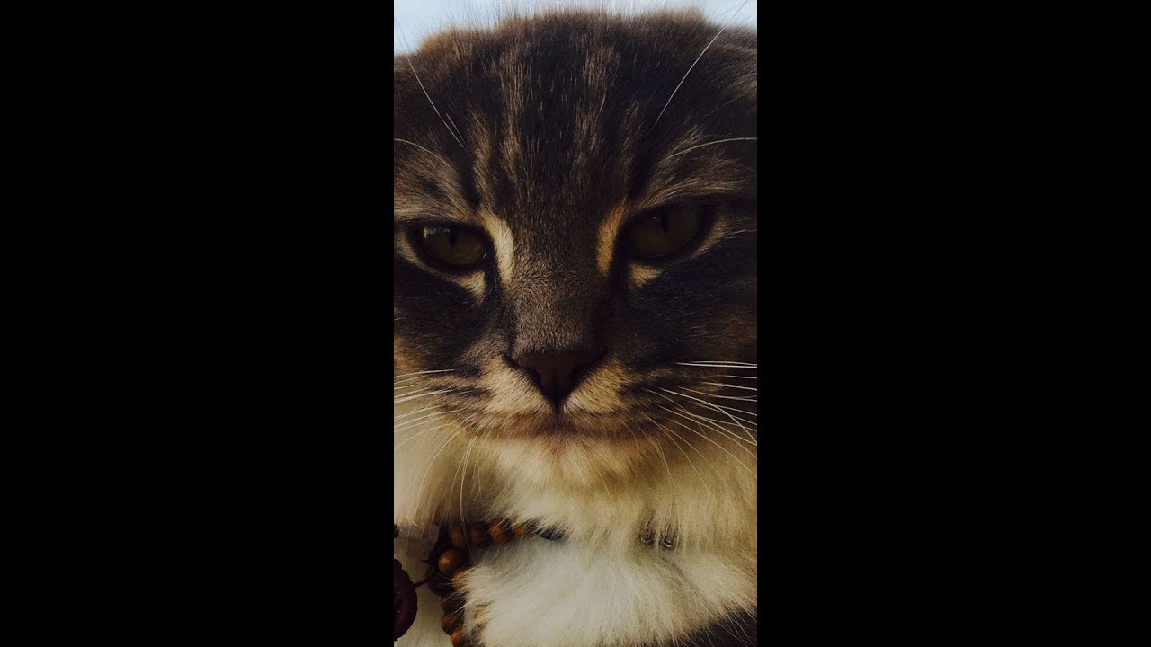🎀KEDİM LİLKA’nın doğumu FUNNY CATS..( кошка рожает)KEDİ DOĞUMU YouTube