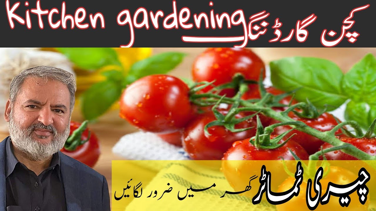 گھر پر چیری ٹماٹر لگائیں| Plant cherry tomato at home kitchen gardening