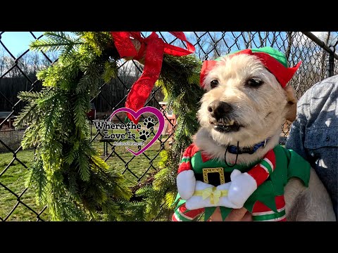 Happy Holidays from Where the Love Is! | #adoptdontshop #dog #adorable #happyholidays