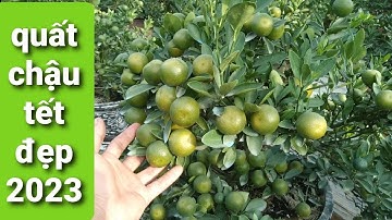 quất tết đẹp 2023,quất cảnh đẹp sai quả năm 2023