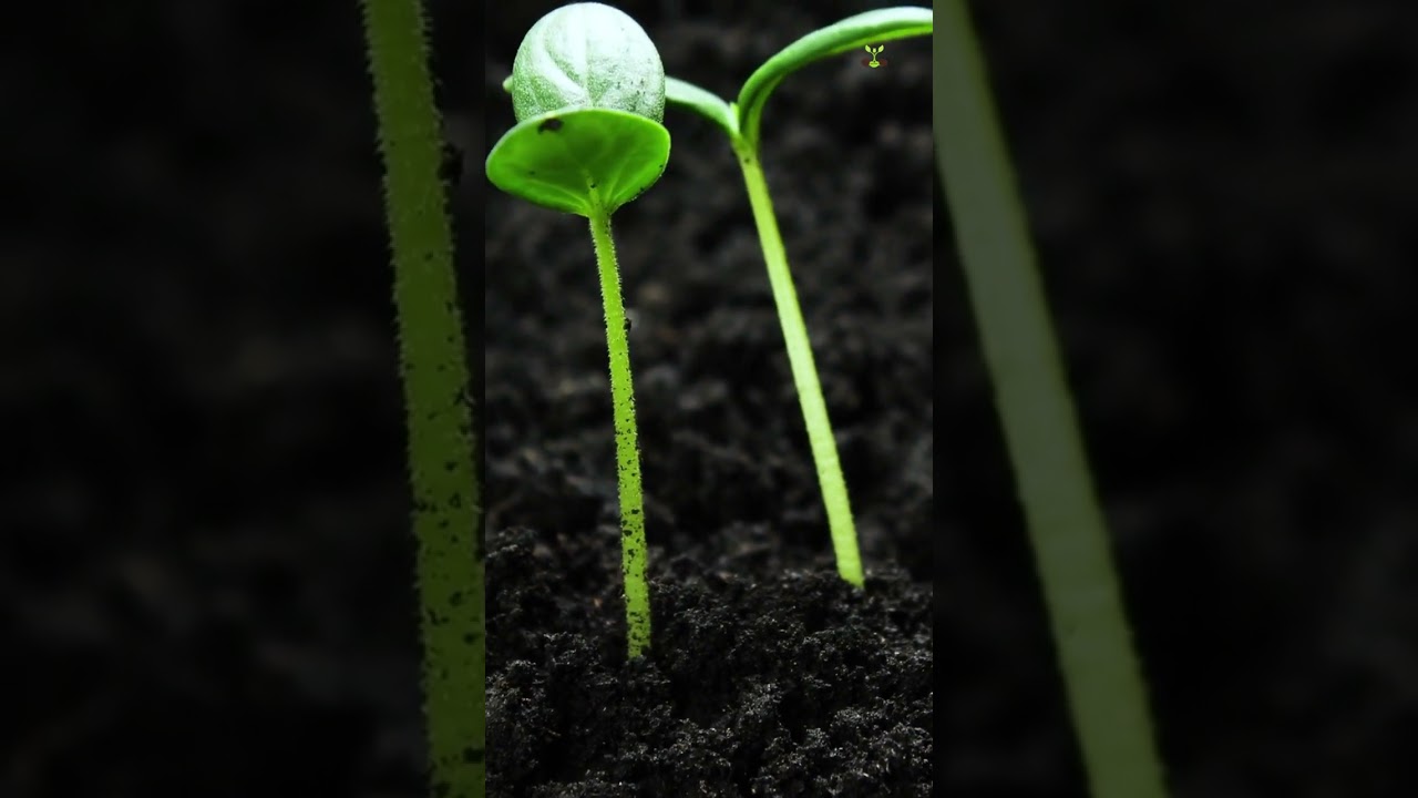 Germination My Plant germinating Time Lapse 6 YouTube