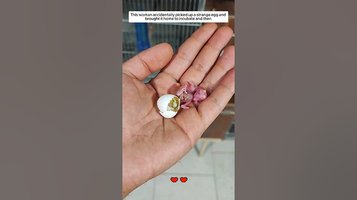 This woman accidentally picked up a strange egg and brought it home, then #animalshorts
