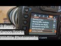 3 BEST CANON TRICKS || 7d MKii || Step up your wildlife photography