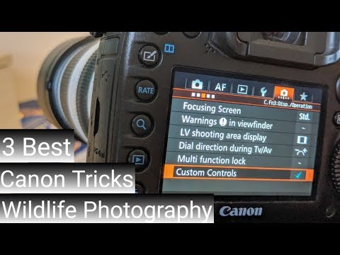 3-best-canon-tricks:-step-up-your-wildlife-photography