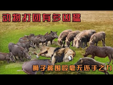 动物打团有多凶猛，狮子被群殴的毫无还手之力，只能被鬣狗撕咬