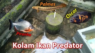 Kolam Ikan Predator Ada Ikan Paling Ganas Ikan Purba