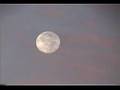 Moonbirds 