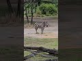 Zebra At Disney's Animal Kingdom Lodge - Jambo House on the Savana