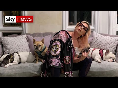 Video: Lady Gaga's French Bulldogs Were Returned Safe And Sound: Will This Man Receive A $ 500,000 Reward?