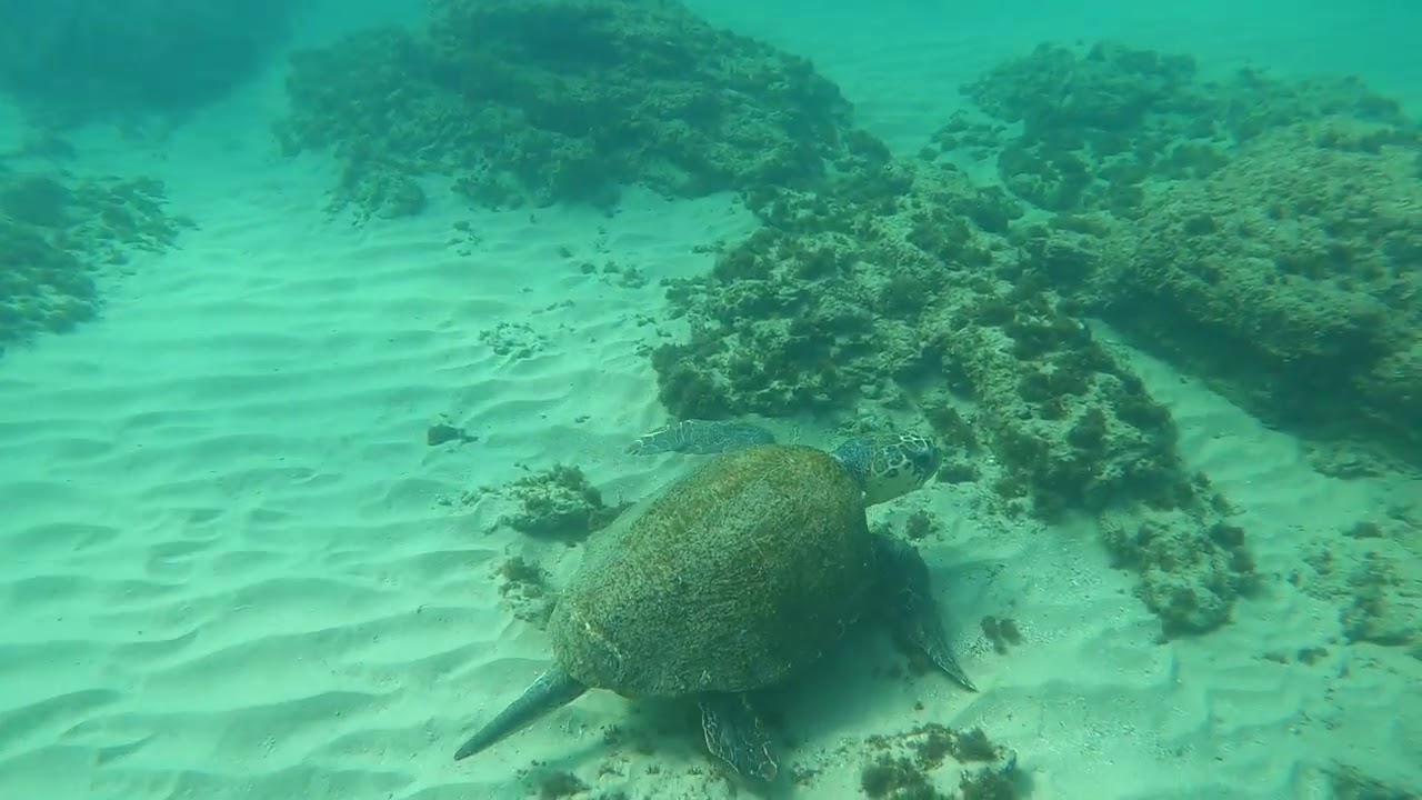 🐢❤🌊 הצב סקאר וטריגונית נמרית