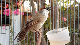 Suara Burung Kaso kaso Gacor l Masteran Dan Pancing Bunyi...