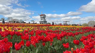 TULLEYS TULIP FEST 2024