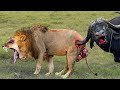 Black Death! Strong Buffalo Fight Madly And Kill Lion To Save Newborn Buffalo - Elephant Vs Lion