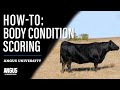 Howto body condition scoring cattle