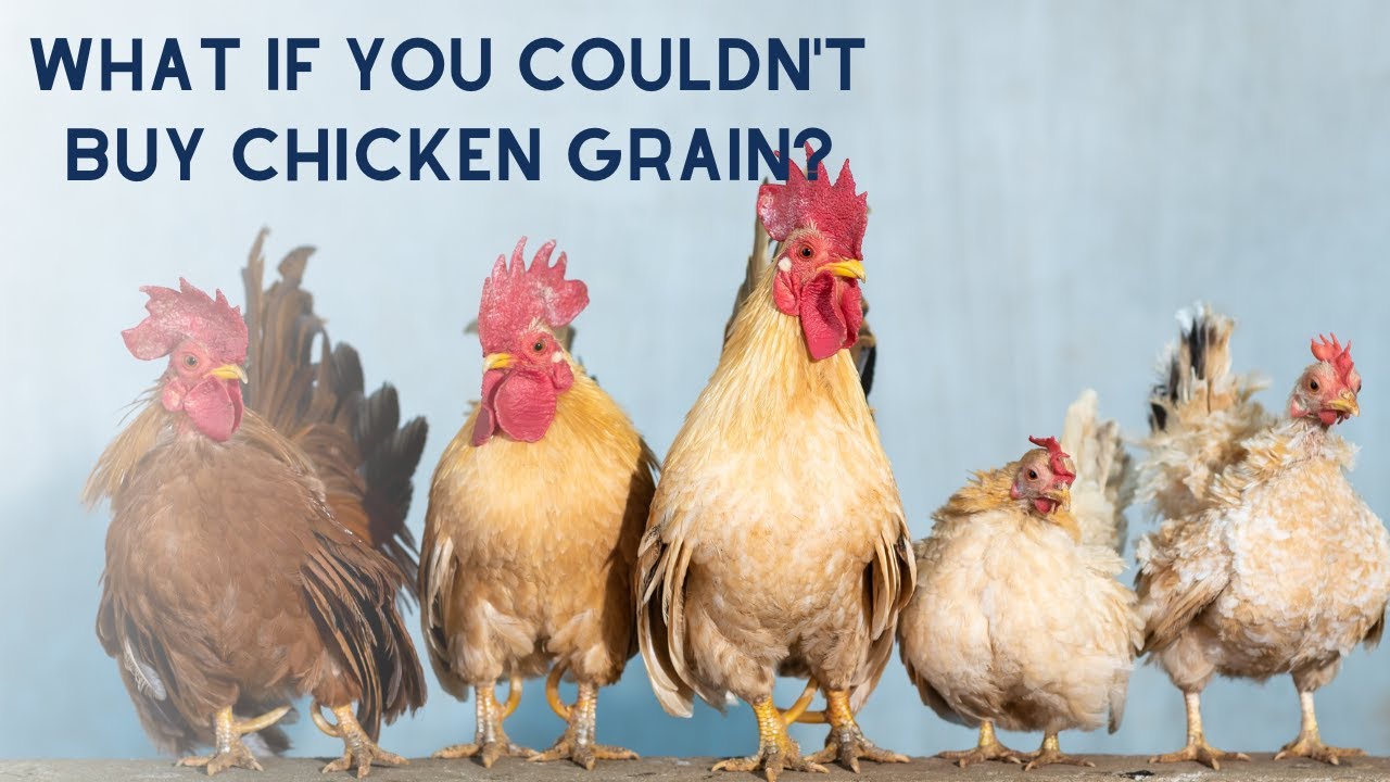 8 Ways to Save on Chicken Feed Costs - YouTube