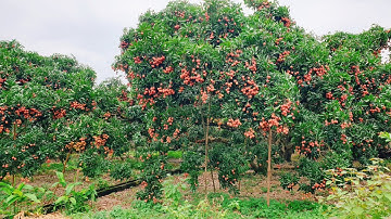 Cận cảnh vườn vải thiều cổ thụ sai trĩu quả | Kinh đô vải thiều lục ngạn