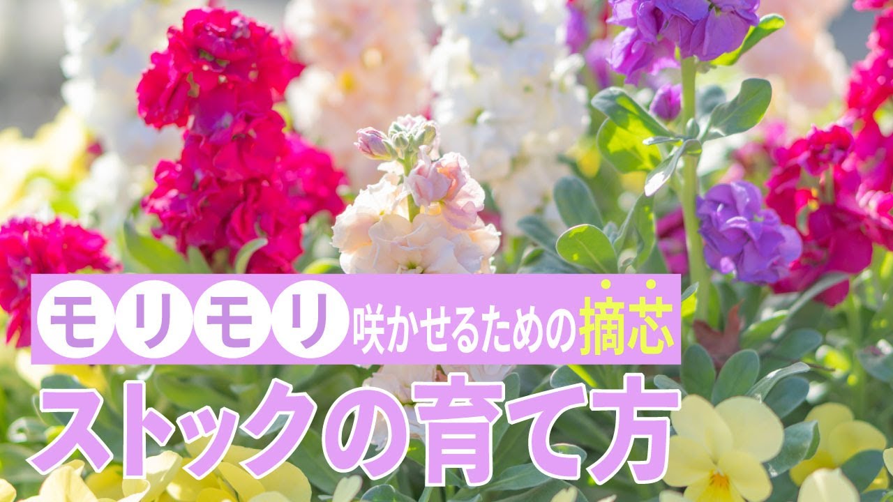 ストックの育て方 モリモリ咲かせるための摘芯 Youtube