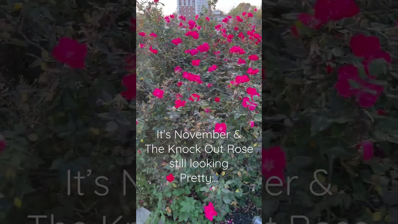 Pink Double Knock Out Rose 