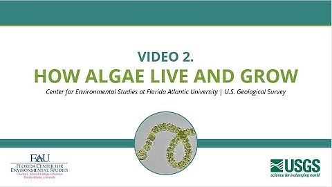 Video 2. How Algae Live and Grow