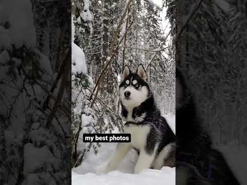 Husky Instagram Vs Reality