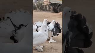 kabutar video #trending #shorts #viral #reel #video #pigeon #pigeonhouse #kabutar #yt #ytshorts