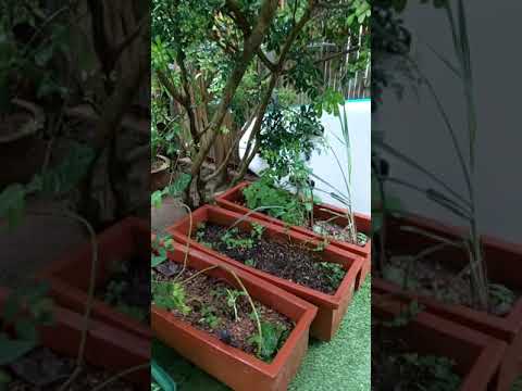 mini garden mini garden