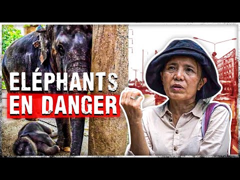 Vidéo: Éléphants en Thaïlande : faits intéressants