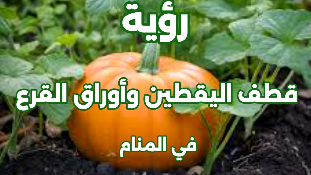 رؤية قطف اليقطتين واوارق القرع في المنام لابن سيرين