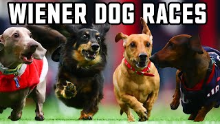 Watch the third annual wiener dog race at houston texans halftime
show. it's pawsibly most exciting yet!
