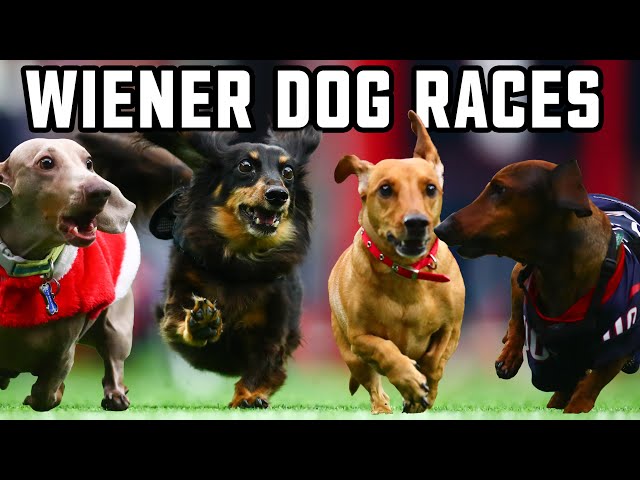 The Thrill of Dachshund Wiener Dog Races 3 sddefault