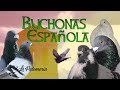 Colombicultura Buchonas Españolas 🔆