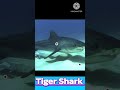 The Ocean’s “Wastebasket”? 🦈 Tiger Shark Facts!