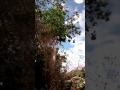 Cara de un Duende en el Tronco del Árbol