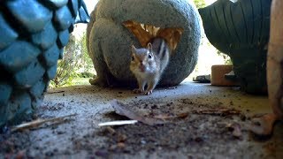 Dramatic Chipmunk