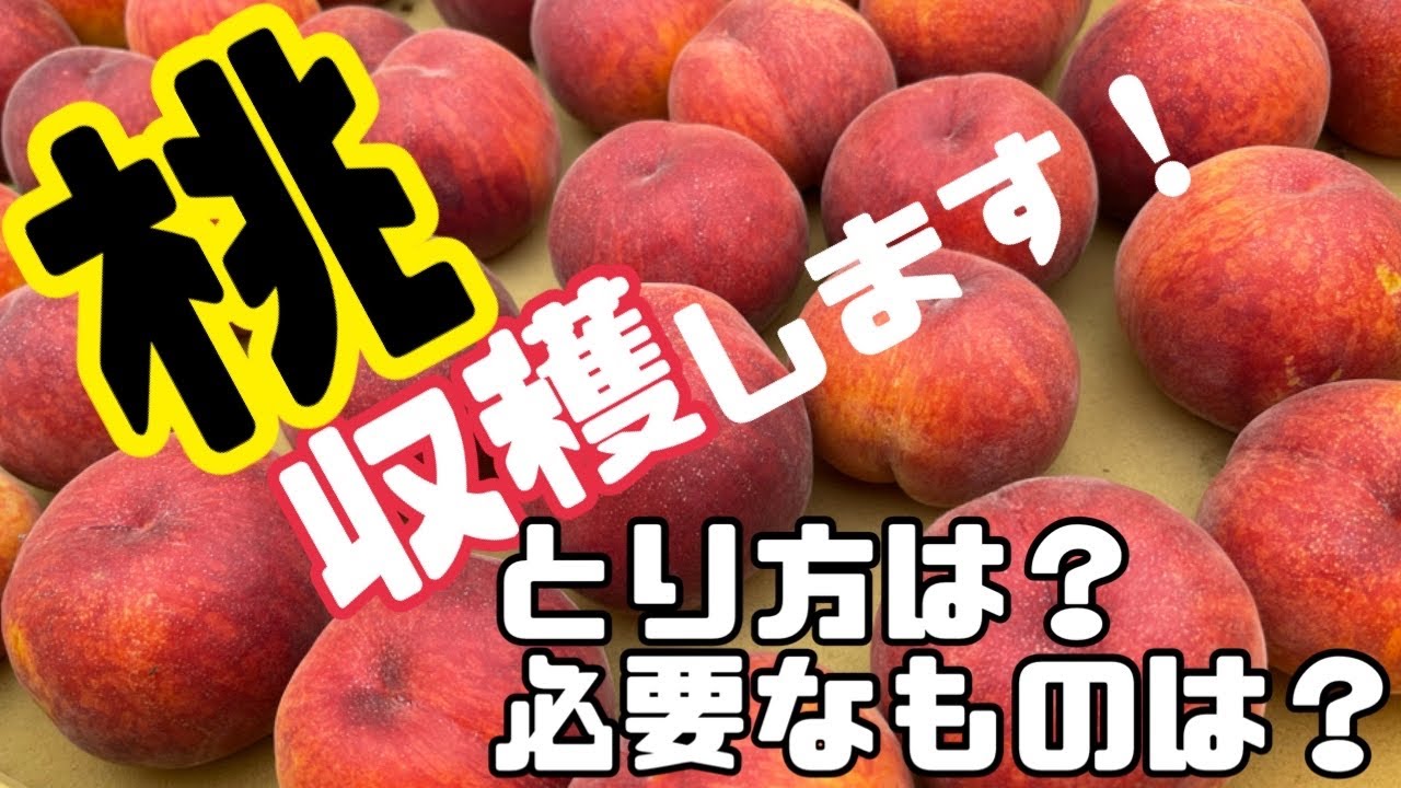 111 Peach Harvest Begins! Plus a Quick Lesson on How to Pick Them