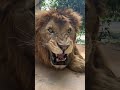 Un Lion Qui Rugit