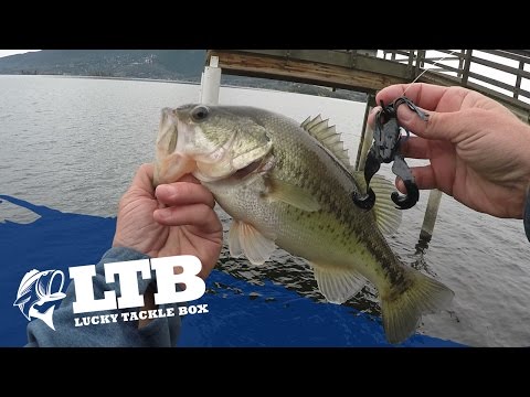Shore Fishing for Bass - BC Fishn