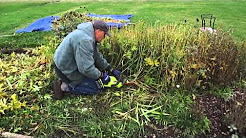 How to clean up perennial beds in the fall