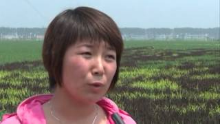 Farmers Make 3D Rice Paddy Art In Ne China